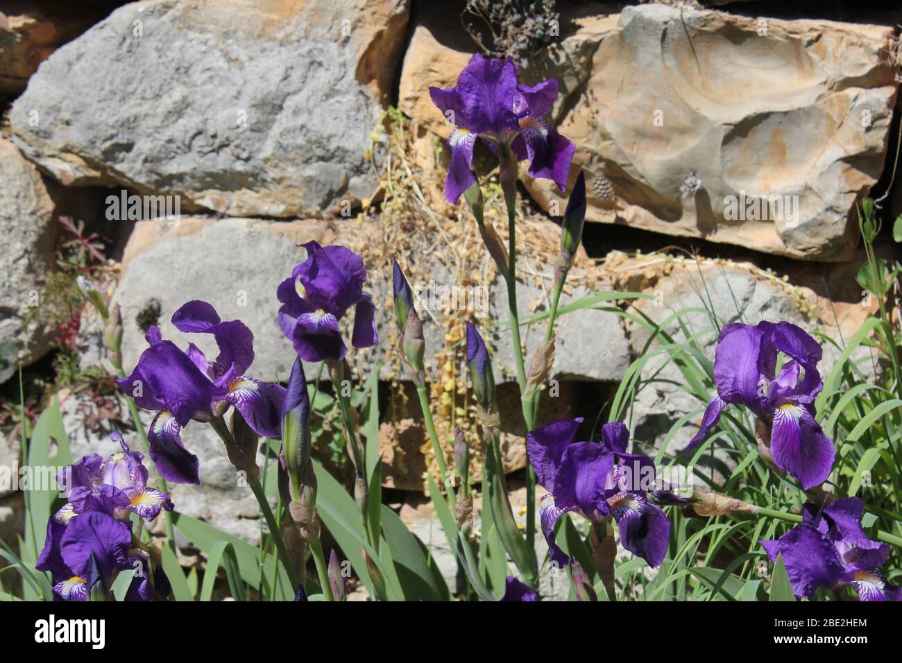 Group of purple irises Stock Photo
