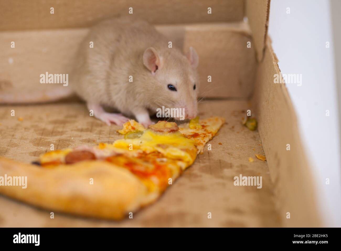 Unsanitary conditions. violation of food production. Surveillance of ...