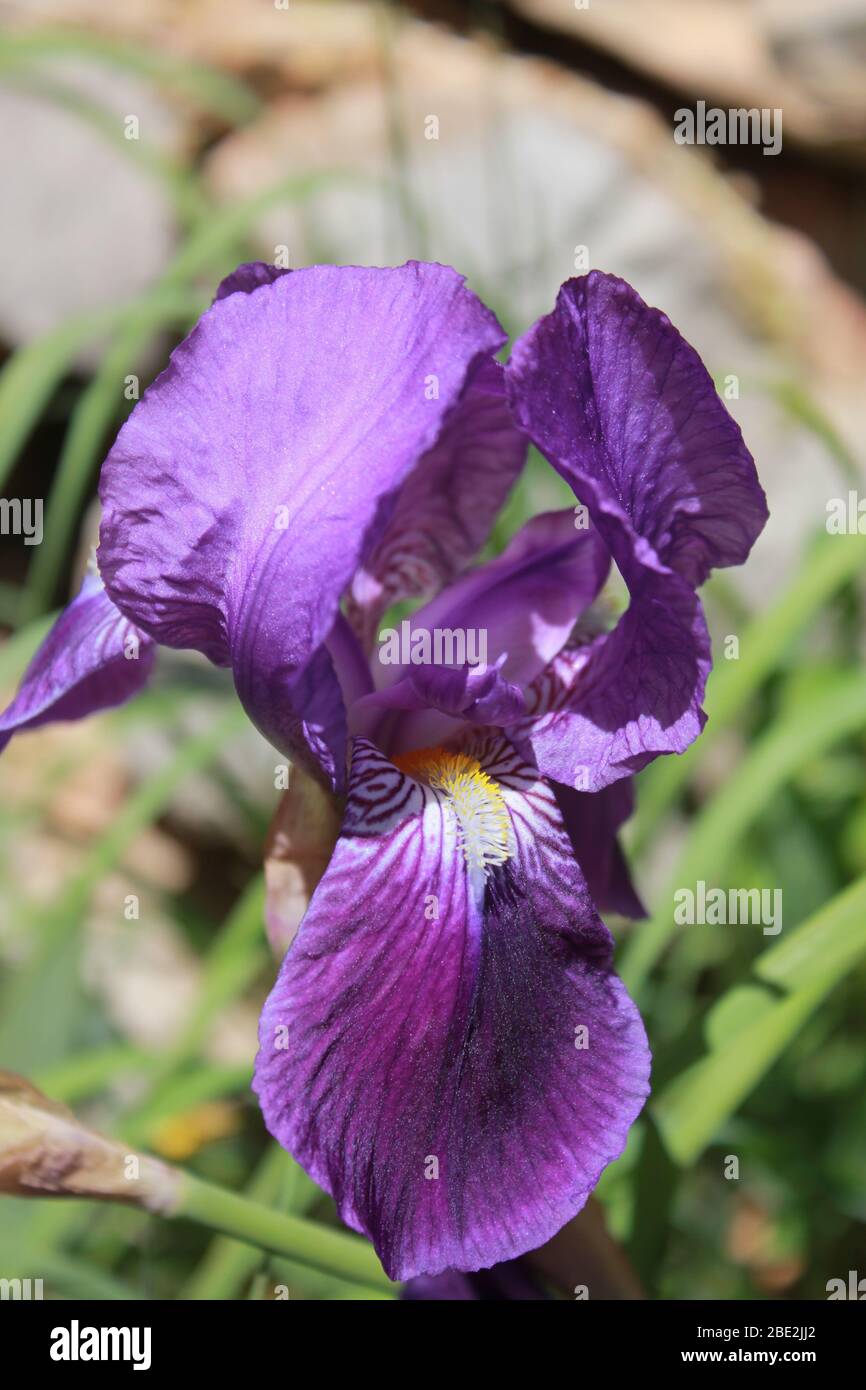 Purple iris Stock Photo