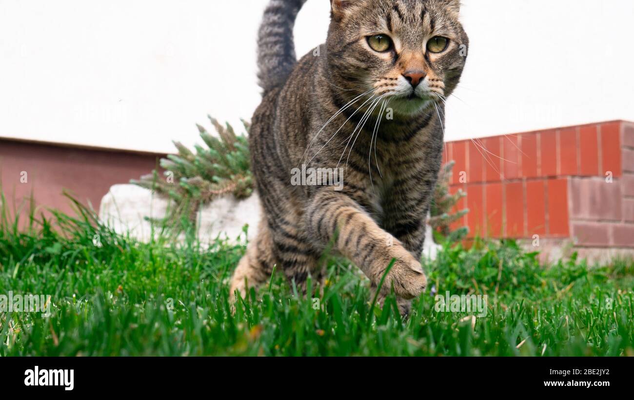 Cat runs on green grass. Stock Photo