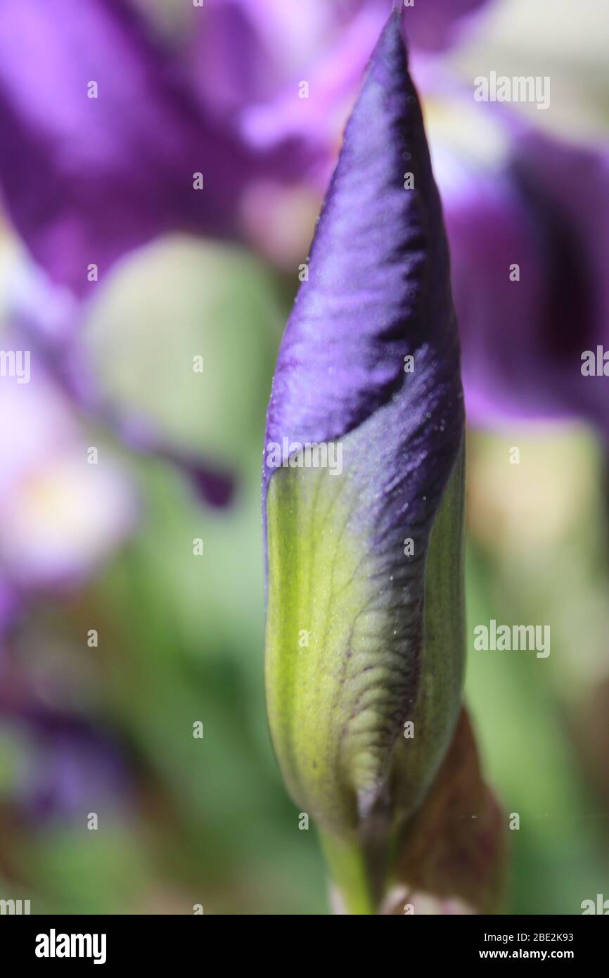 Bud of a purple iris Stock Photo