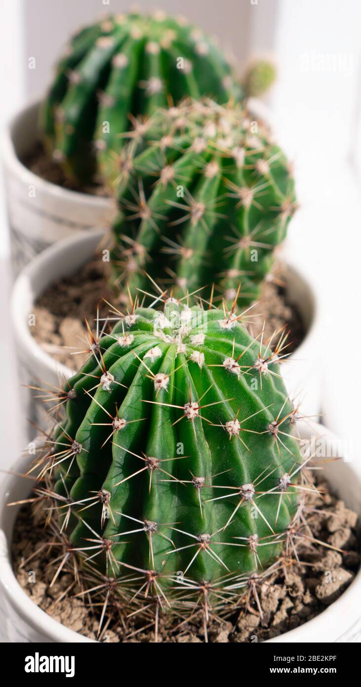 Three green cacti close hi-res stock photography and images - Alamy