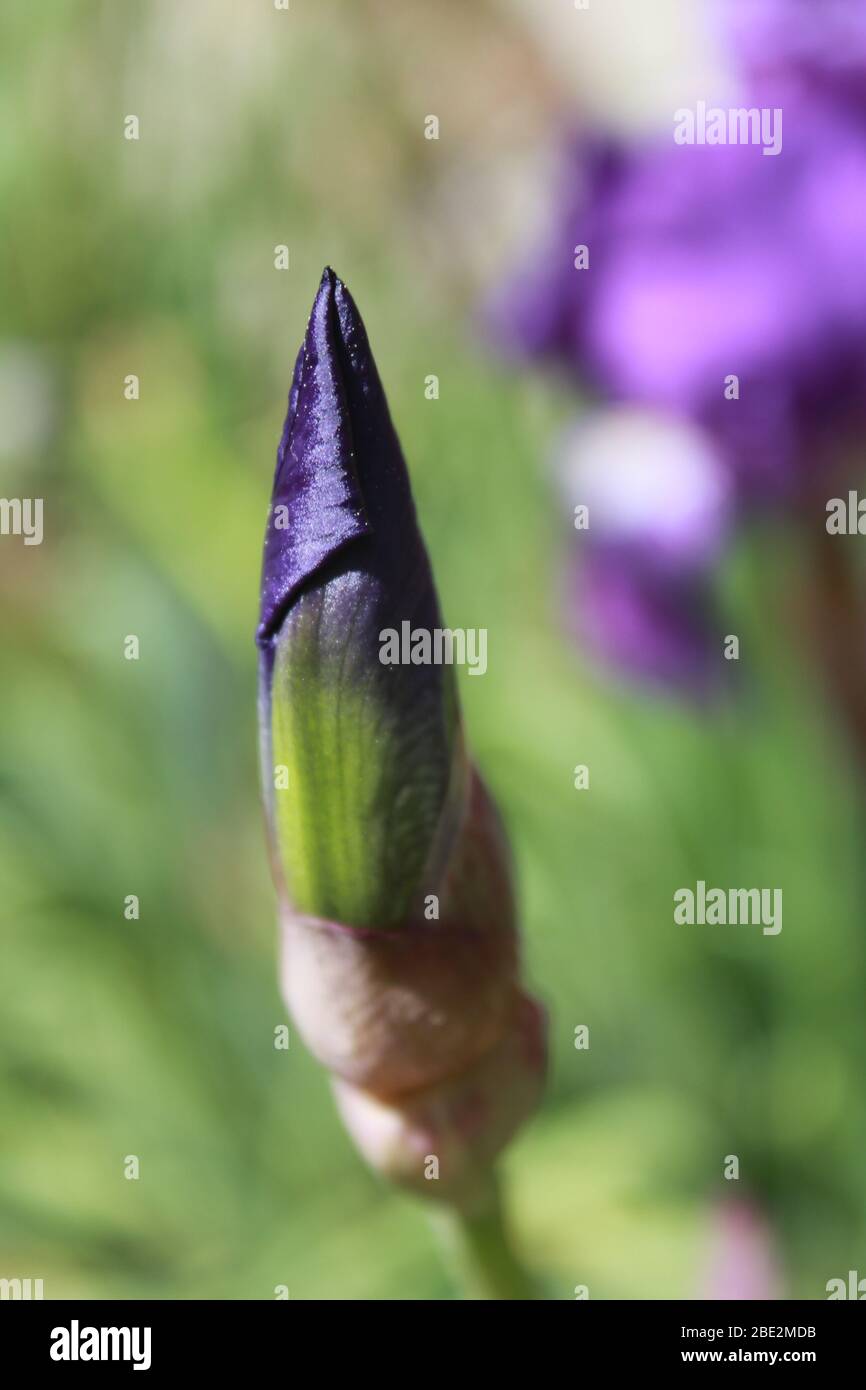 Bud of a purple iris Stock Photo