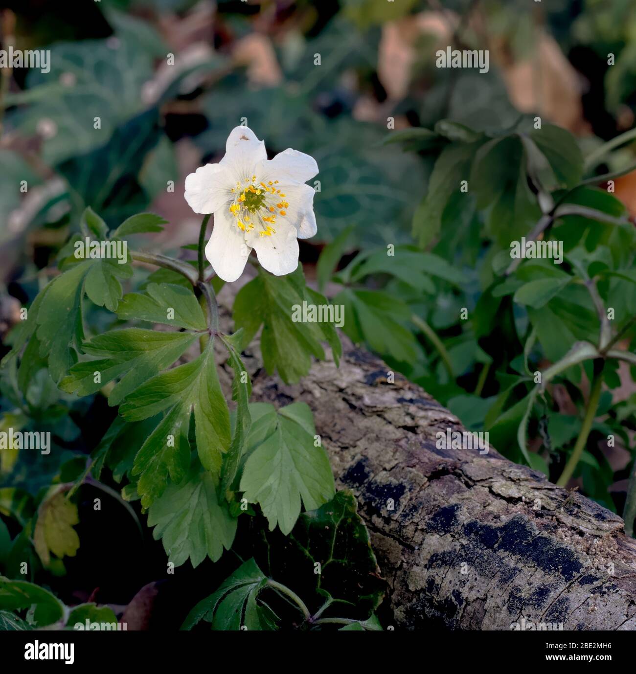 White spring flower called wood anemone, anemone nemorosa or windflower growing on tree log in forest. Stock Photo