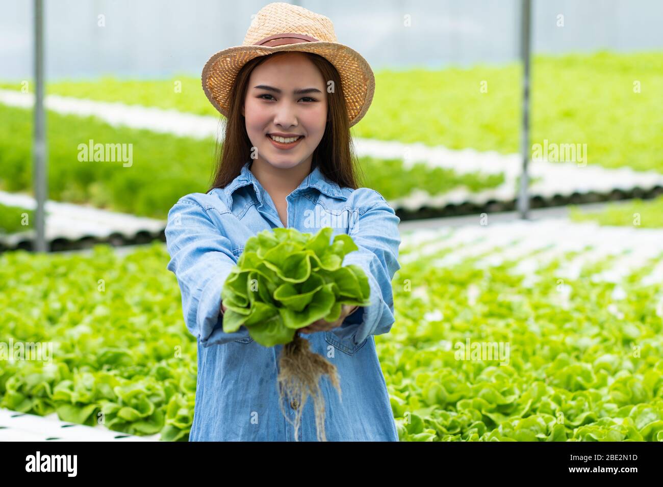 Farmer woman holding hydroponic in farm Stock Photo - Alamy