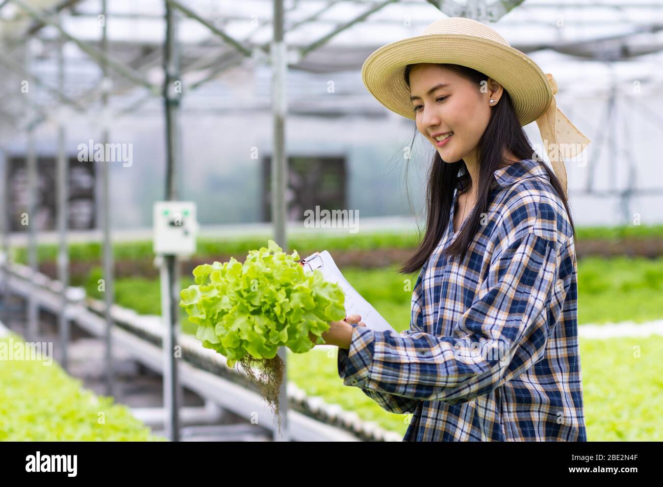 Farmer woman holding hydroponic in farm Stock Photo - Alamy