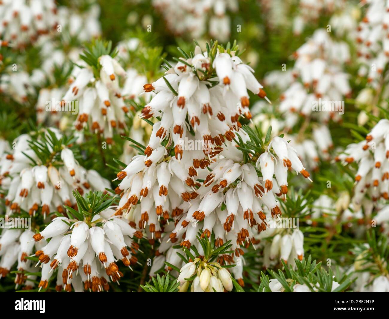 Closeup of the delicate white flowers of a white heather plant, Erica x Veitchii 'Exeter' Stock Photo