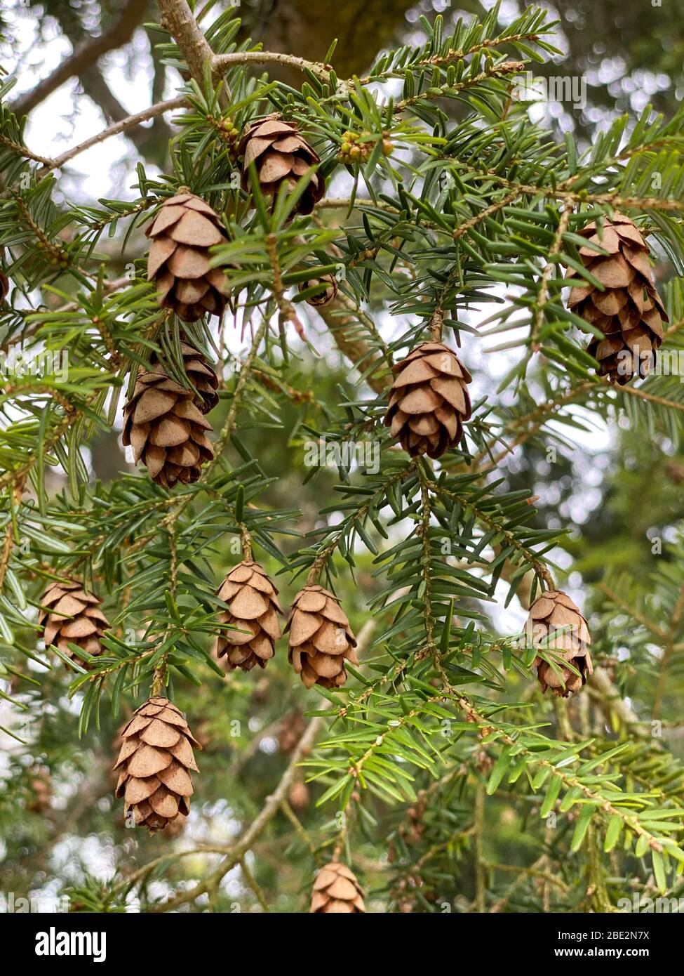 Close up and low angle of Tsuga baby tiny small pinecones hanging off the small, soft needle branches of a Eastern hemlock pine coniferous tree. Stock Photo
