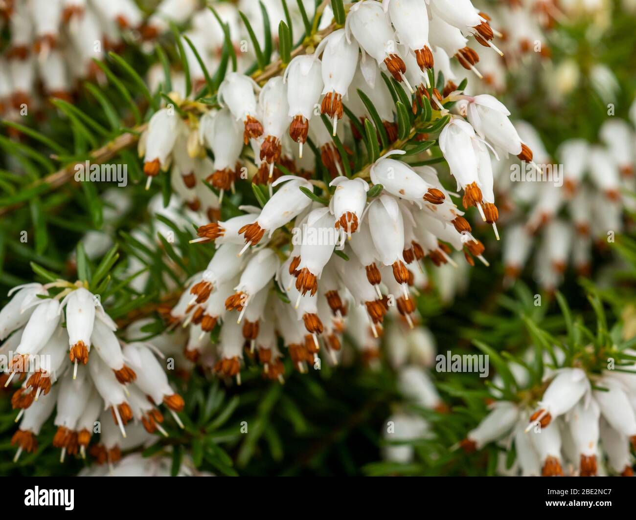 Closeup of the delicate white flowers of a white heather plant, Erica x Veitchii 'Exeter' Stock Photo