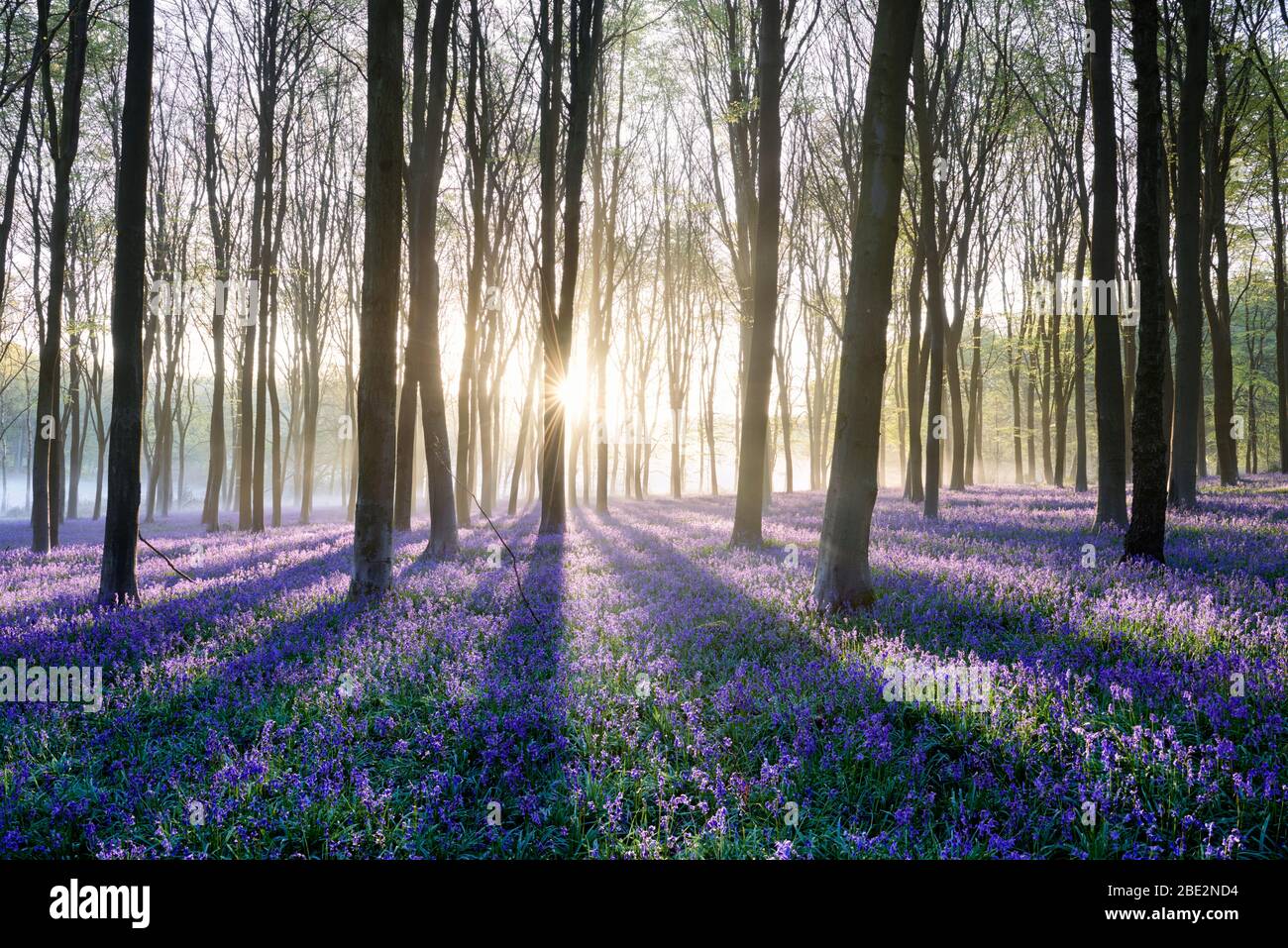 Early sunlight streaming through a misty bluebell woodland Stock Photo