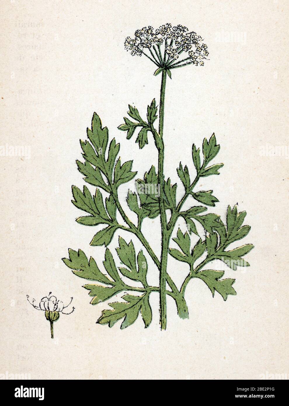 'Persil' (Petroselinum sativum) (garden parsley) Planche de botanique tiree de 'Atlas colorie des plantes medicinales' de Paul Hariot, 1900 (Botanical Stock Photo