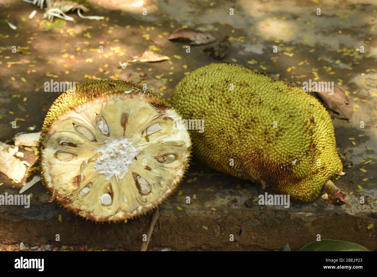 Ripe Jackfruit on tree Stock Photo Alamy