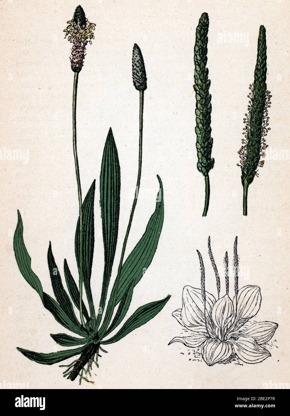 'Plantain lanceole ou Plantain etroit' (Plantago lanceolata) (ribwort plantain) et 'Grand plantain' (Plantago major ou plantain majeur) (broadleaf or Stock Photo