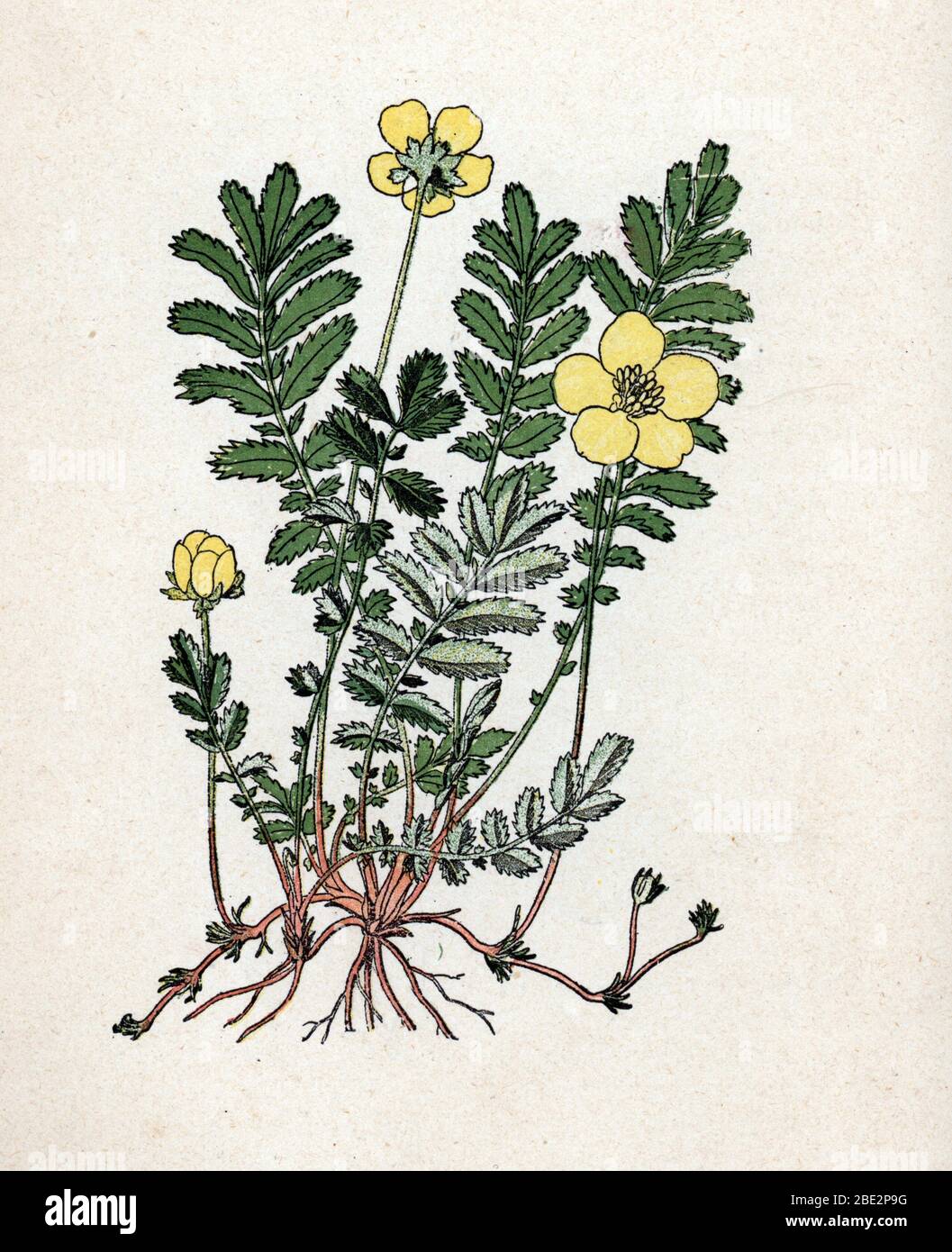 'Potentille' (Argentine ou Potentilla) (cinquefoils) Planche de botanique tiree de 'Atlas colorie des plantes medicinales' de Paul Hariot, 1900 (Botan Stock Photo