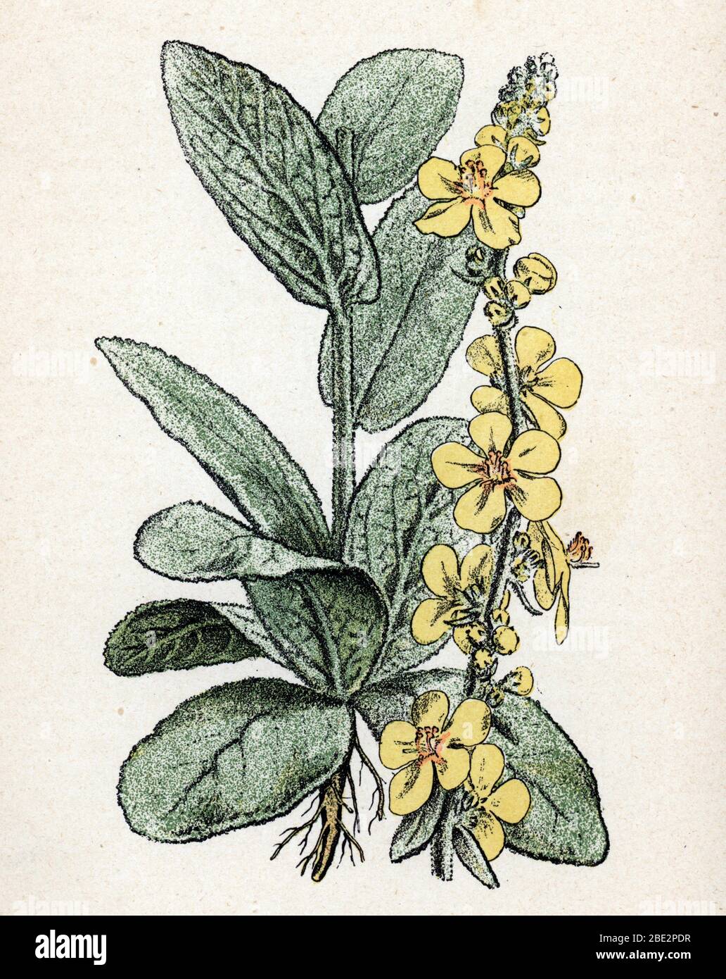 "Bouillonblanc ou molene bouillon blanc") (Verbascum or mullein