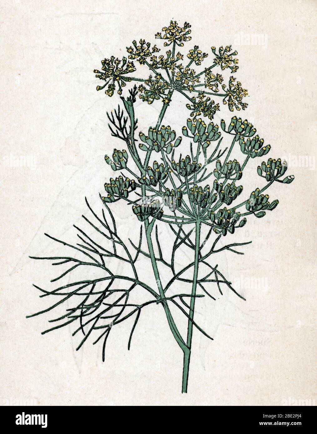 'Fenouil commun' (Foeniculum vulgare) (fennel) Planche de botanique tiree de 'Atlas colorie des plantes medicinales' de Paul Hariot, 1900 (Botanical p Stock Photo