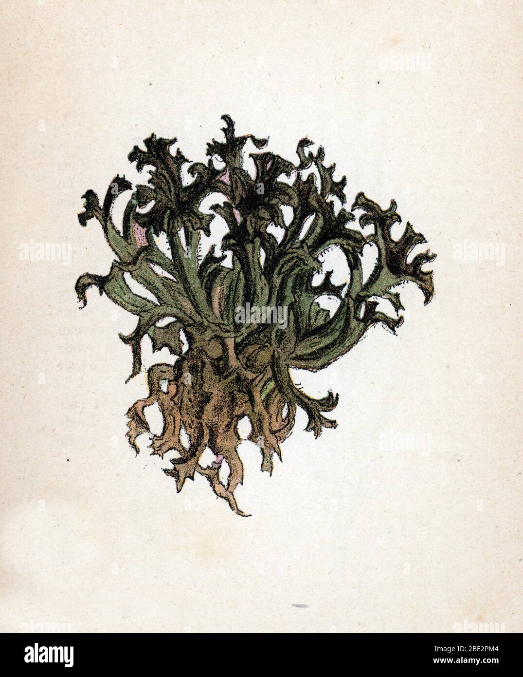 'Lichen d'Islande' (mousse islandaise ou Cetraria islandica)  (Iceland moss) Planche de botanique tiree de 'Atlas colorie des plantes medicinales' de Stock Photo