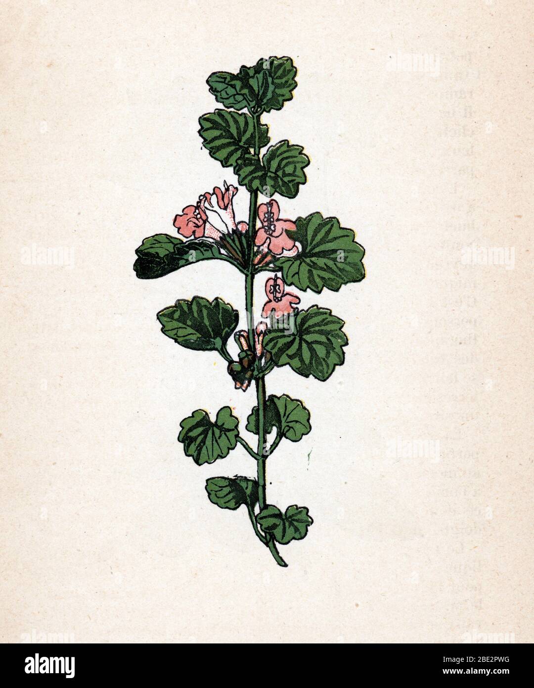 Lierre Terrestre Commun Glechoma Hederacea Glecome Ou Glechome Gill Over The Ground Creeping Charlie Alehoof Tunhoof Planche De Botanique Ti Stock Photo Alamy