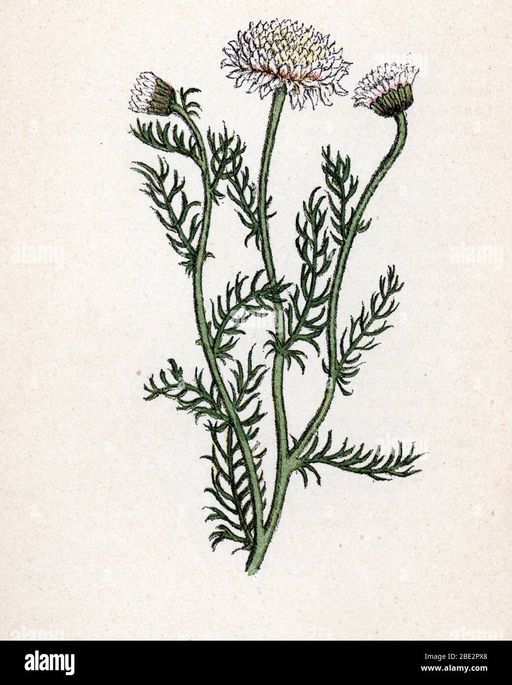 galbanum plant GALBANUM ESSENTIAL OIL  Perfumery raw material