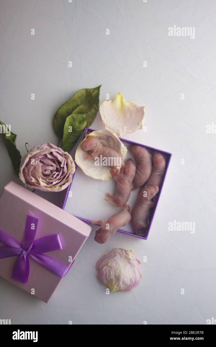 Rats family. New Year's gift in a casket with a bow Stock Photo Alamy