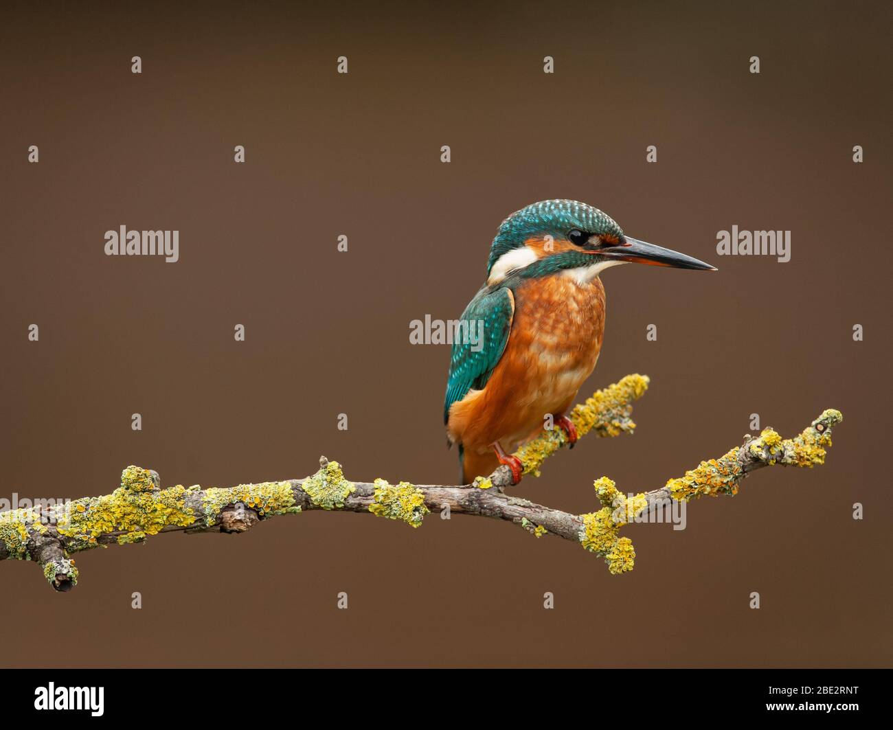 European Kingfisher resting on its perch Stock Photo