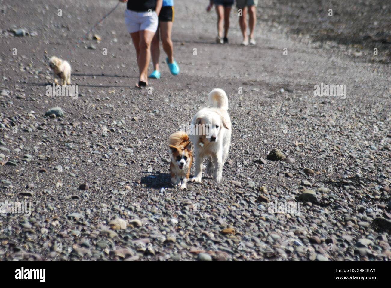Dogs walking together, Cuss Beach, Templenoe, Co. Kerry, Ireland Stock