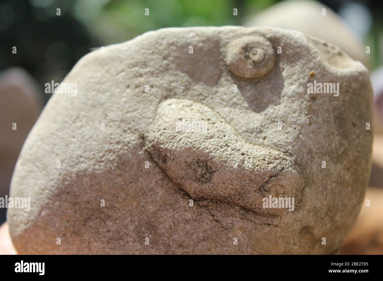 Two fossils in one stone Stock Photo