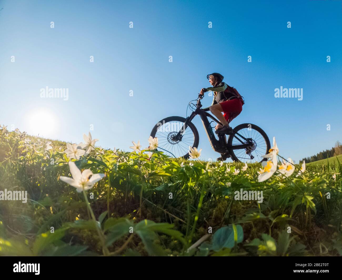 pretty senior woman riding her electric mountain bike in early springtime in the Allgau mountains near Oberstaufen, in warm evening light with bloomin Stock Photo