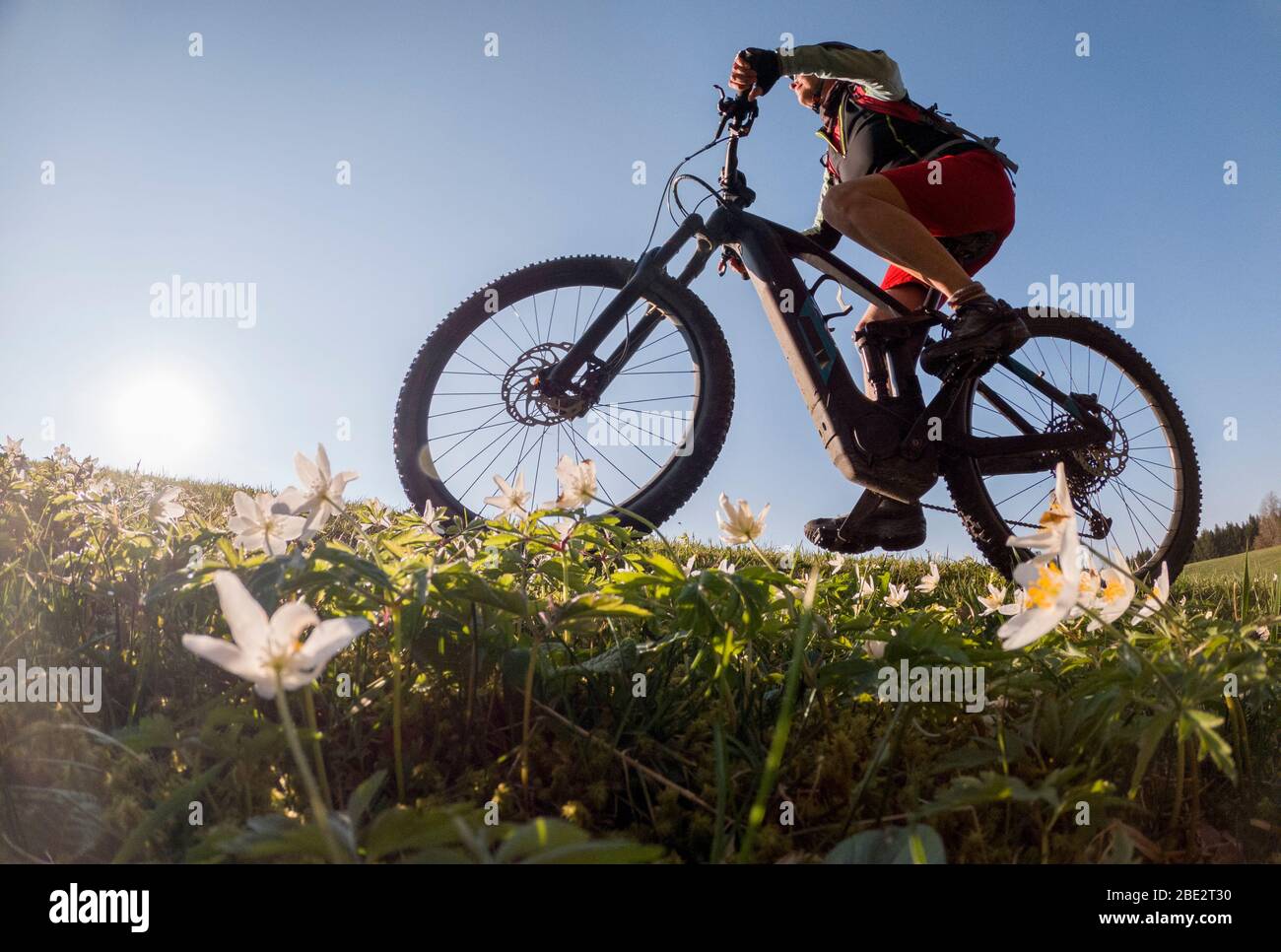 pretty senior woman riding her electric mountain bike in early springtime in the Allgau mountains near Oberstaufen, in warm evening light with bloomin Stock Photo