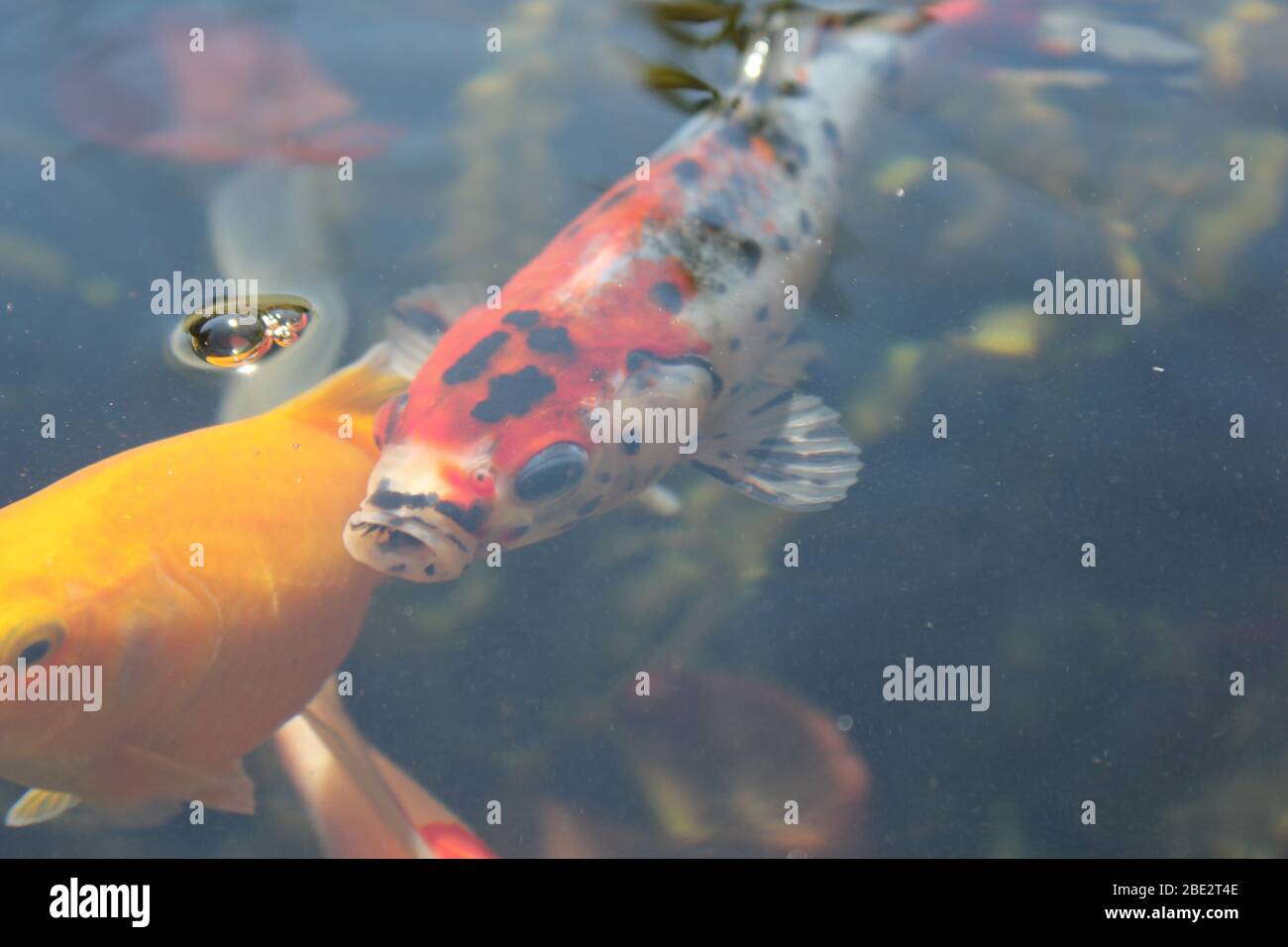 One goldfish and one shubunkin close up Stock Photo
