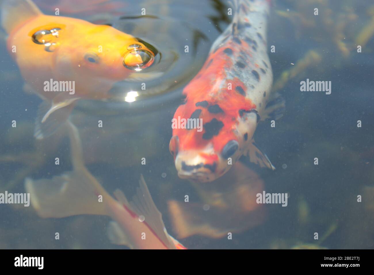 One goldfish and one shubunkin close up Stock Photo