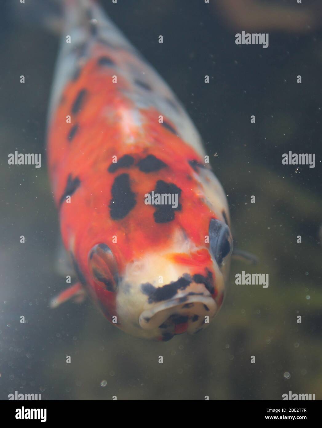 Shubunkin fish close-up Stock Photo