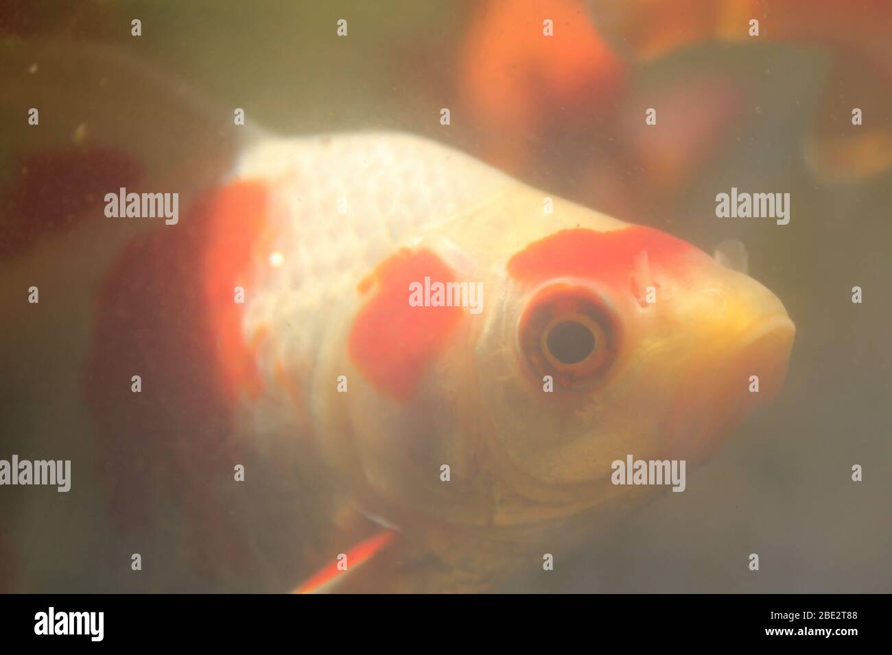 Fish through a porthole Stock Photo