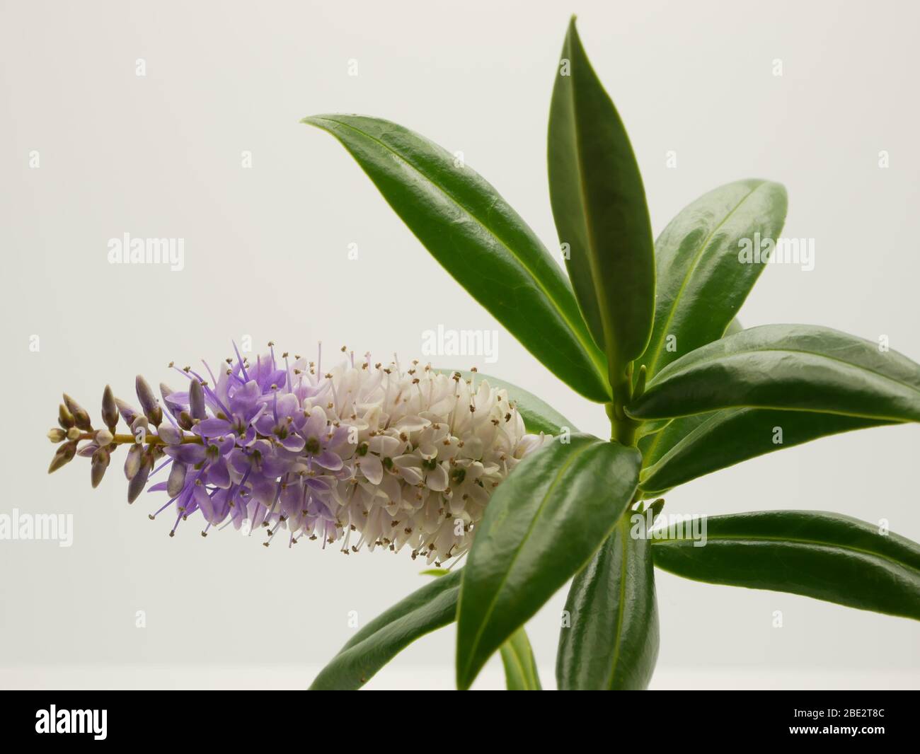 Hebe Great Orme close up of plant showing flowers and glossy leaves isolated against a white background Stock Photo