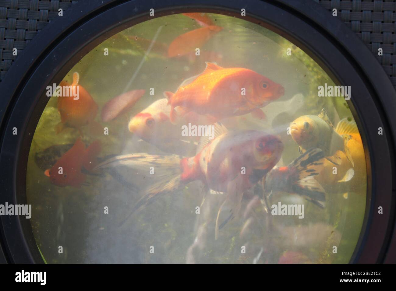 Fish through a porthole Stock Photo
