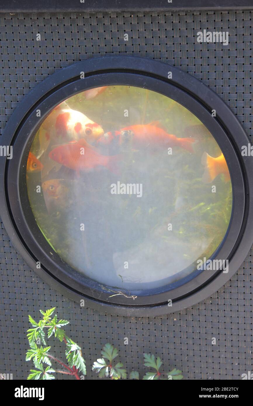 Fish through a porthole Stock Photo