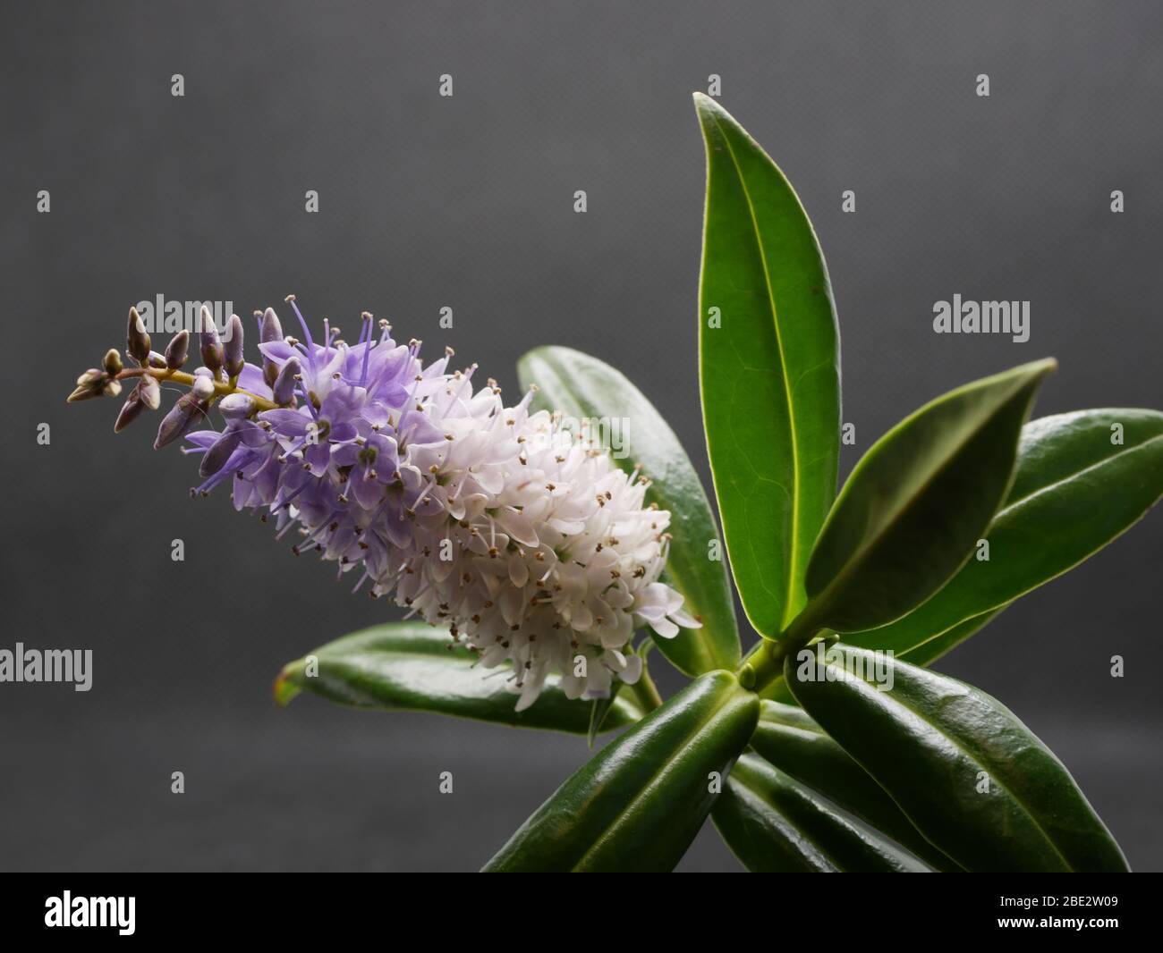 Hebe Great Orme close up of plant showing flowers and glossy leaves isolated against a dark grey background Stock Photo