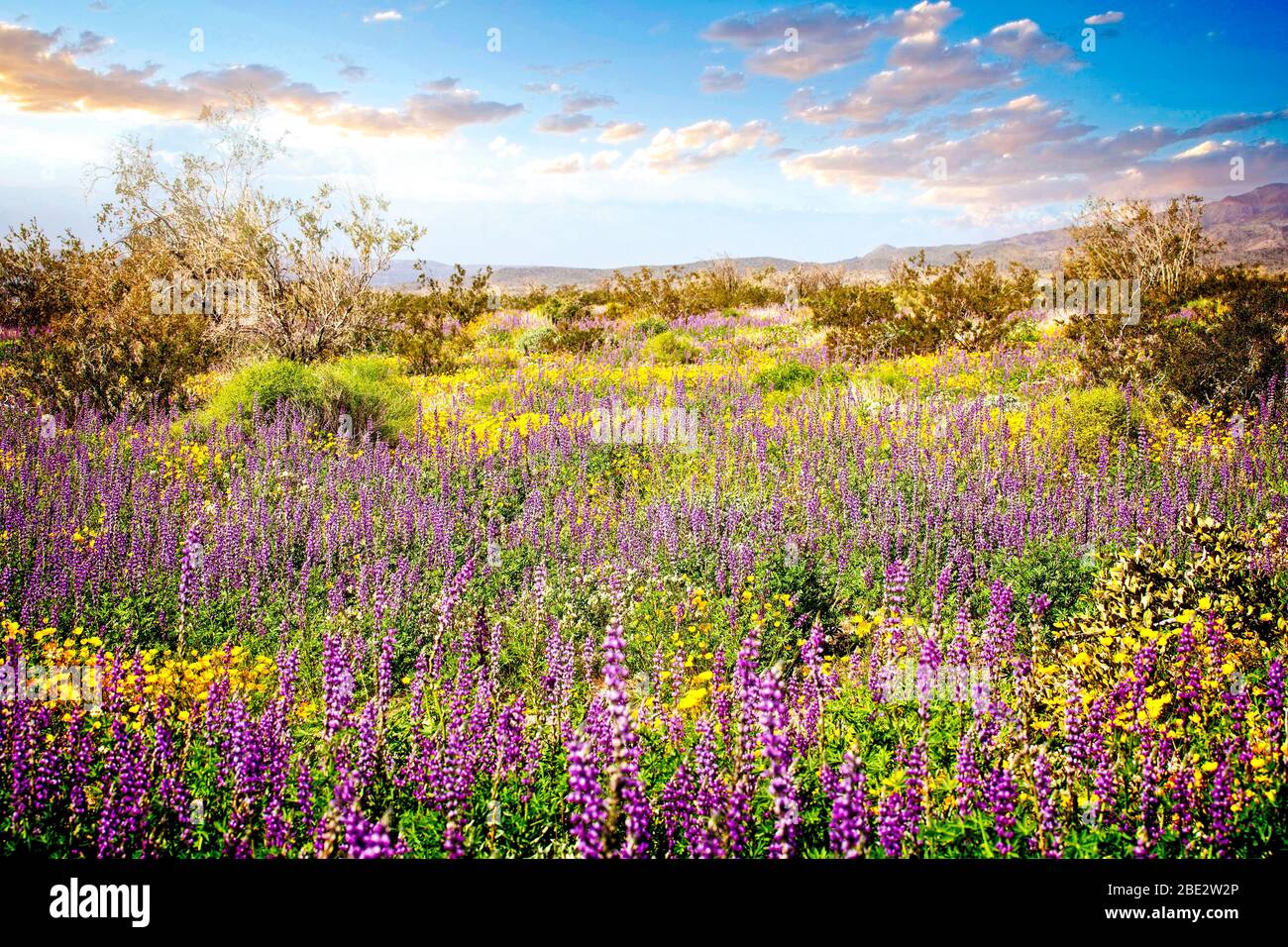 Spring wildflowers bloom in the lower elevations of Joshua Tree National Park, California. Stock Photo