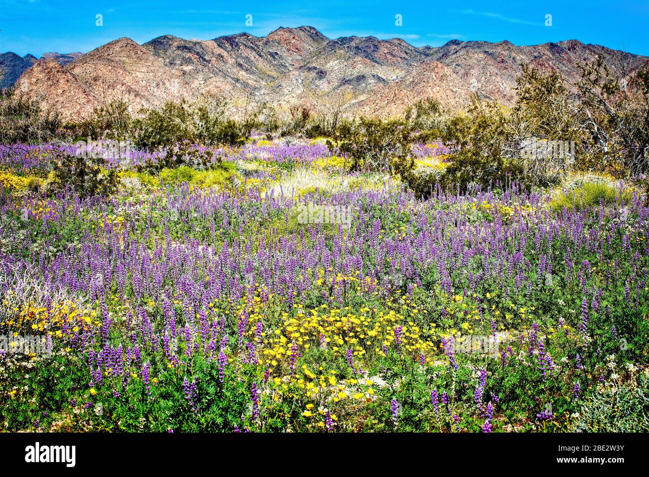Sprint wildflowers bloom in the lower elevations of Joshua Tree National Park, California. Stock Photo