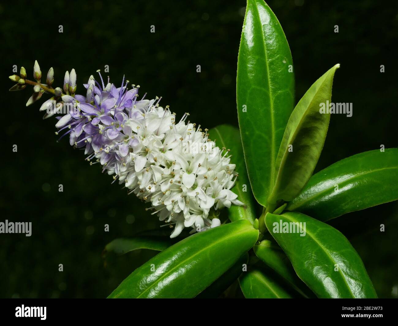 Hebe Great Orme close up of plant showing flowers and glossy leaves isolated against a black background Stock Photo