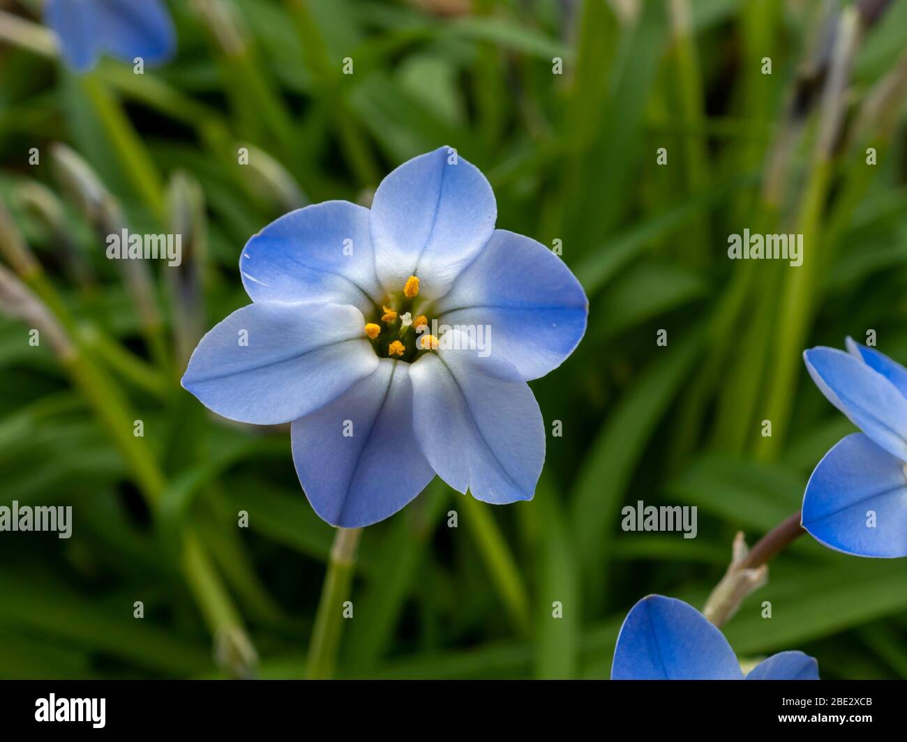 Closeup of a pretty little blue flower of Ipheion uniflorum or springstar Stock Photo
