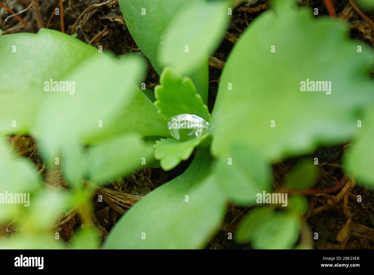 Water drop on green leaves Stock Photo