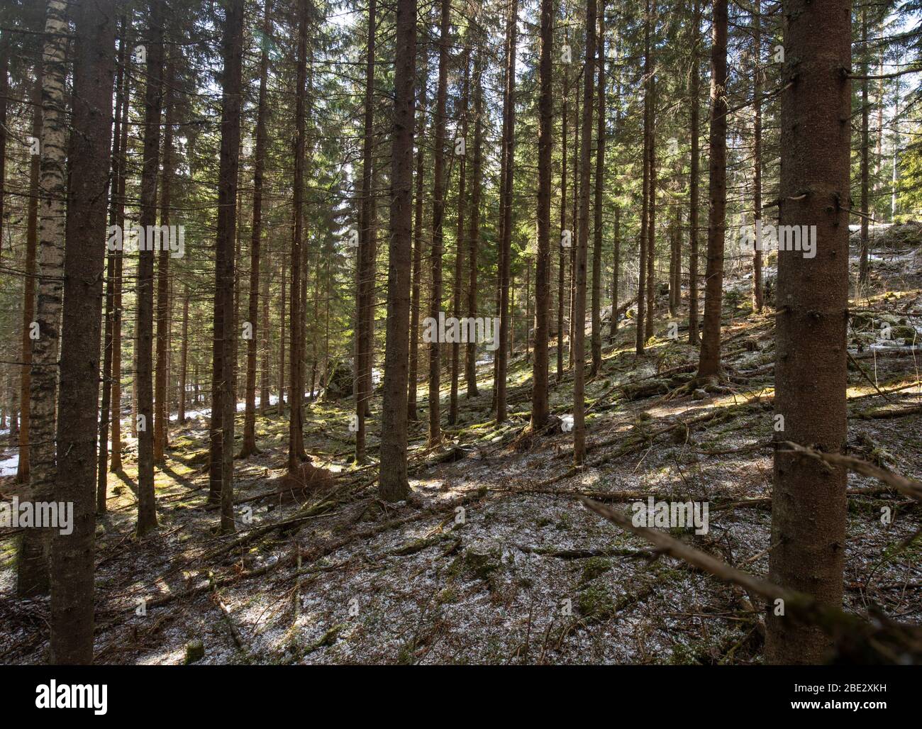 Finnish thinned spruce forest ( Picea Abies ) , Finland Stock Photo