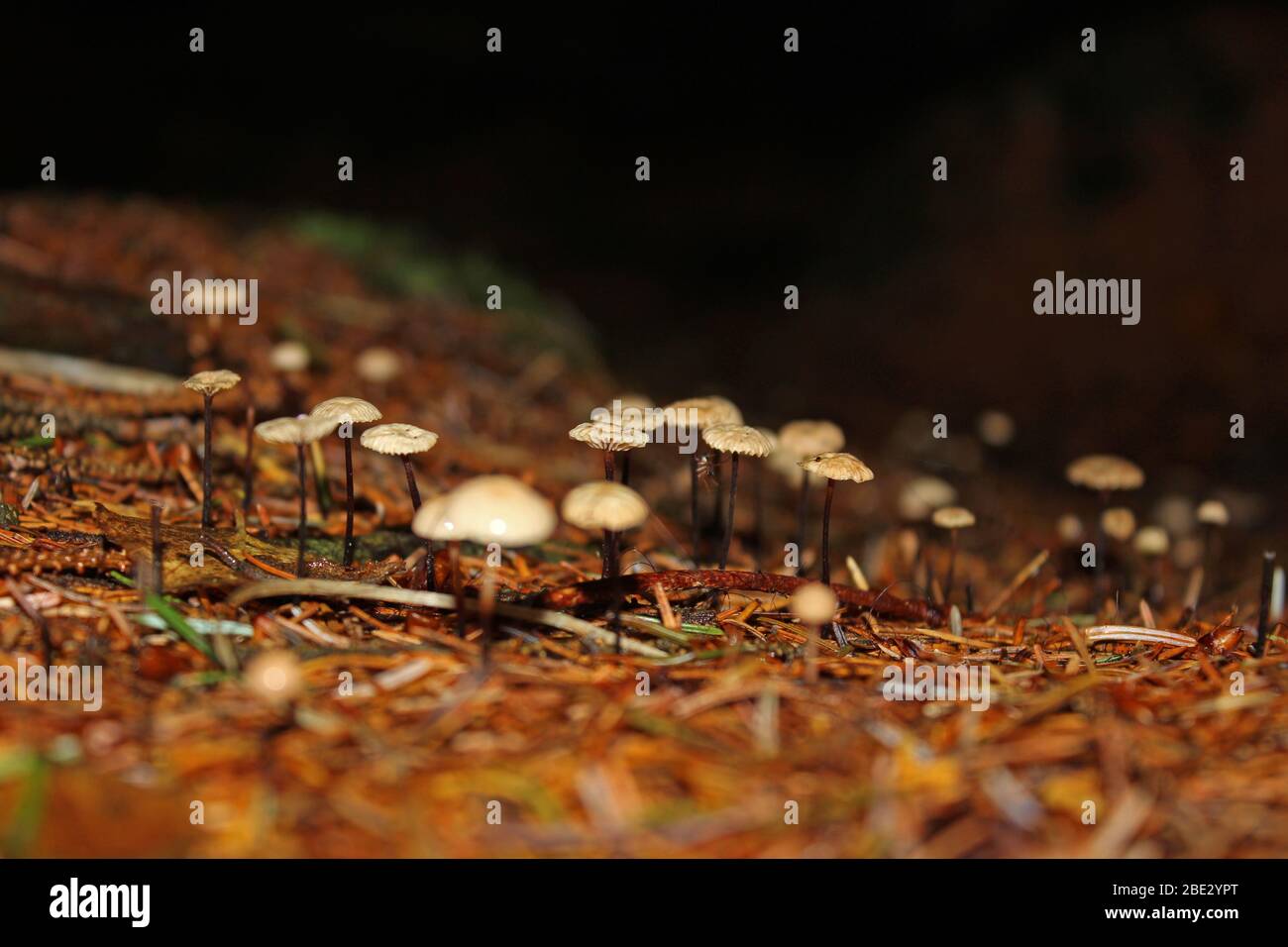 Fungi on forest floor, Inversnaid, Trossachs, Scotland Stock Photo