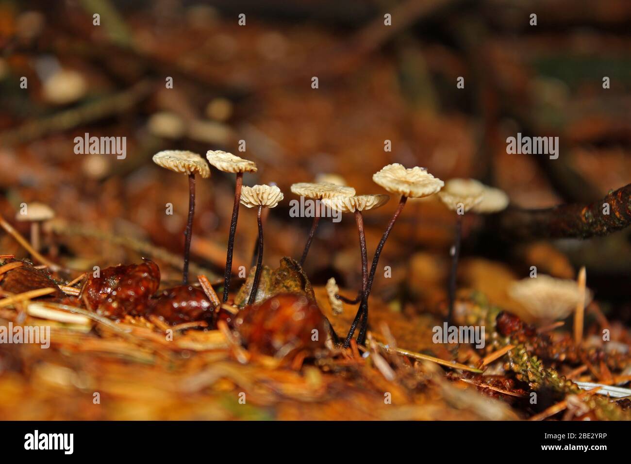 Fungi on forest floor, Inversnaid, Trossachs, Scotland Stock Photo