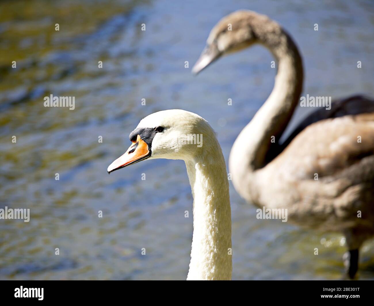 Facing swans hires stock photography and images Alamy