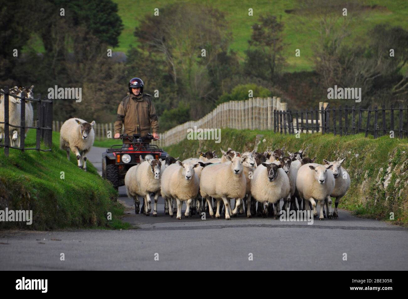 Shepherd driving a small flock of sheep up a narrow country lane in North Devon UK. Stock Photo