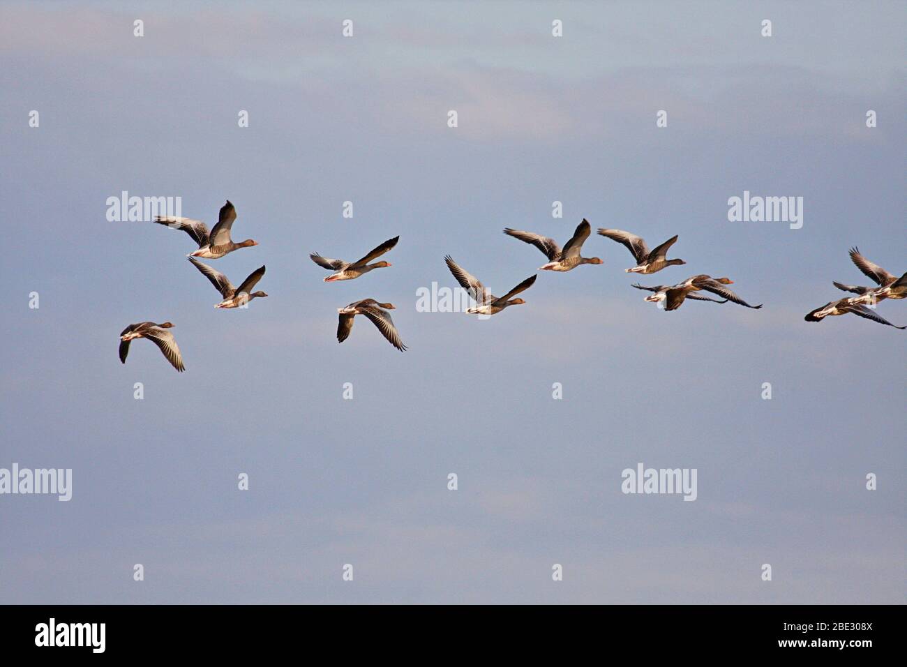 wild geese flying in formation Stock Photo - Alamy