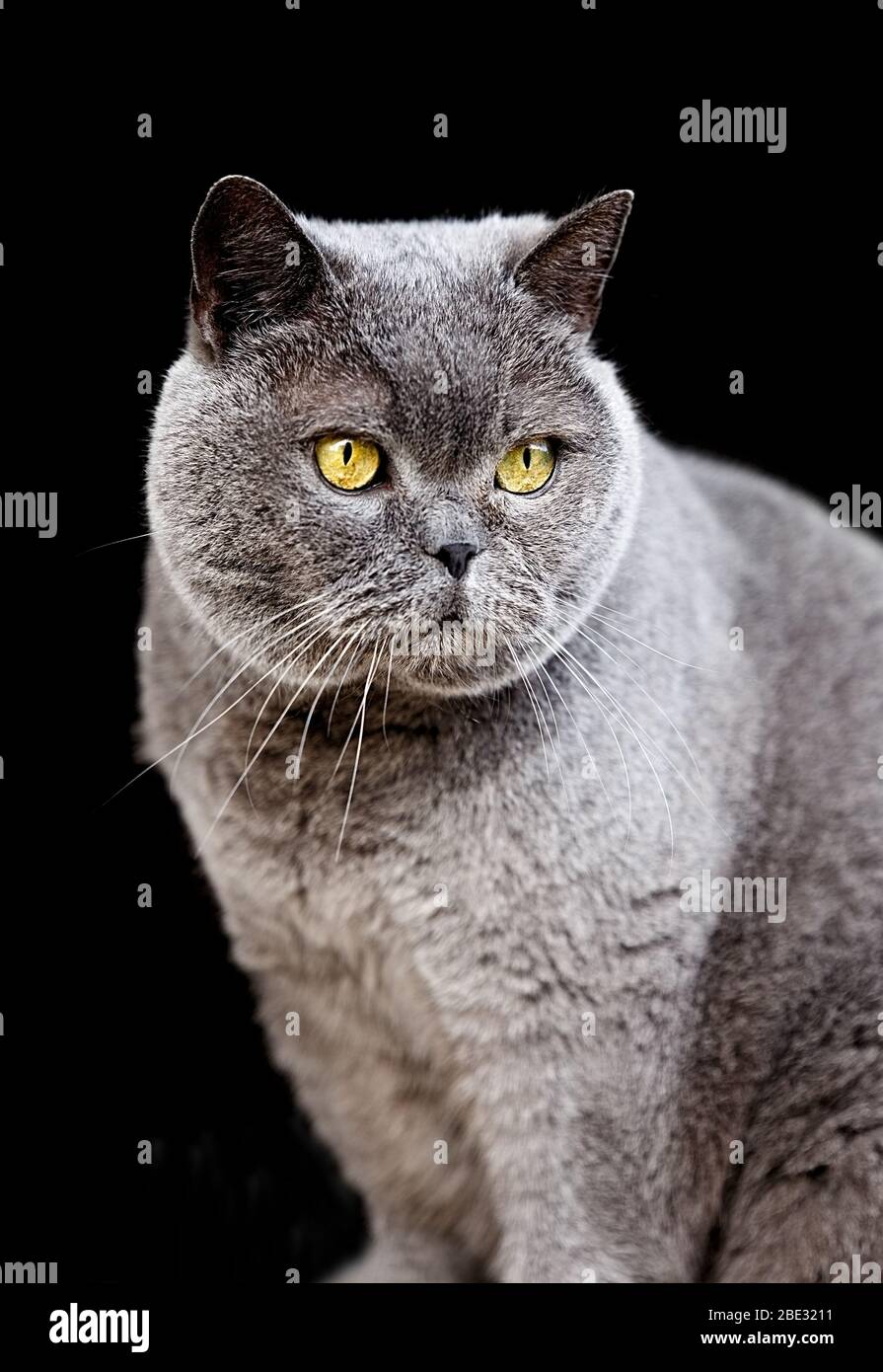 the british shorthair cat, europe Stock Photo Alamy