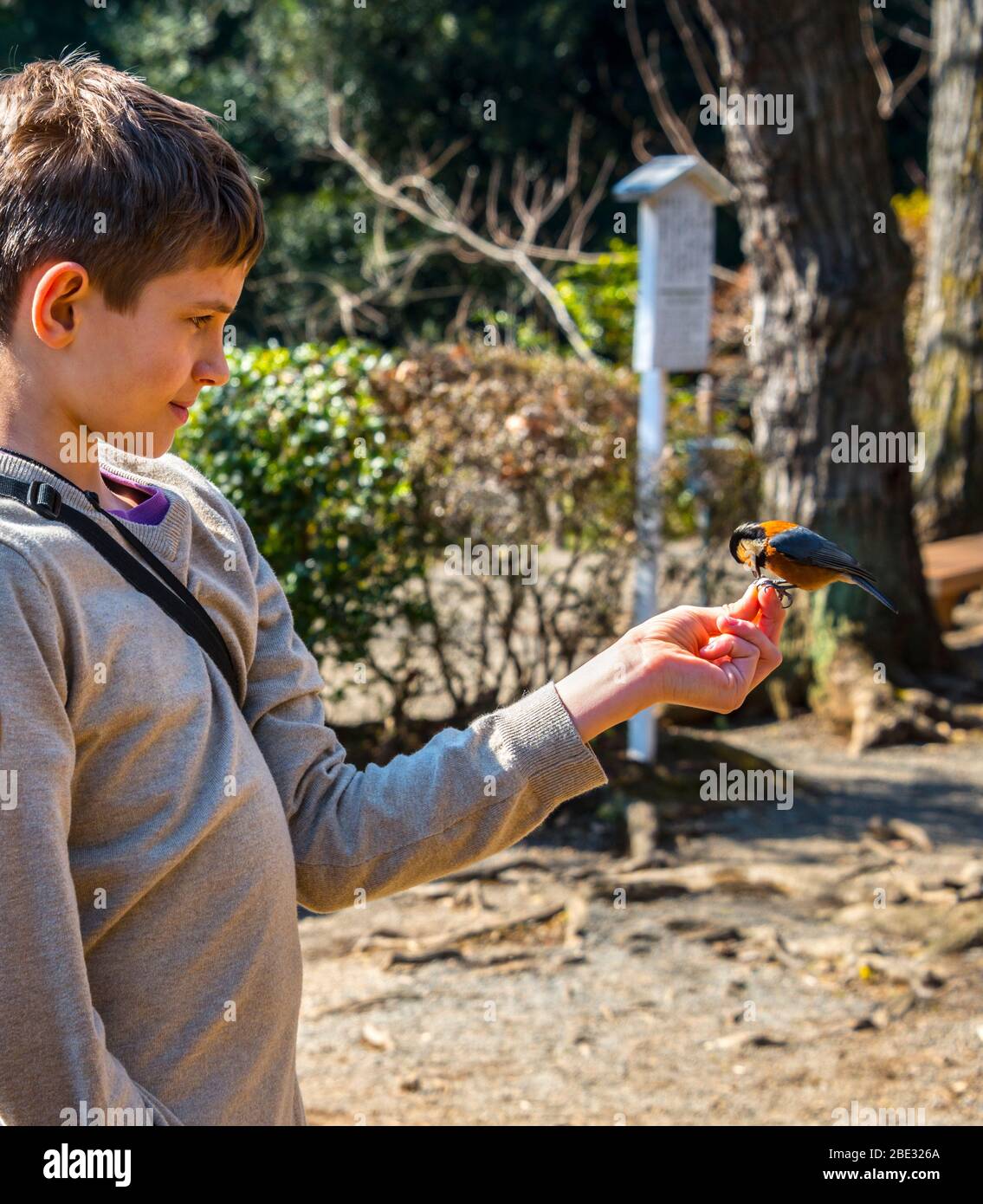 Bird perched on hand of 12 year old Boy, feeding, Yoyogi Park, Tokyo Stock Photo